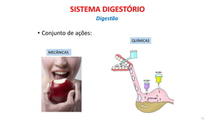 • Conjunto de ações:
MECÂNICAS
QUÍMICAS
21
SISTEMA DIGESTÓRIO
Digestão
 
