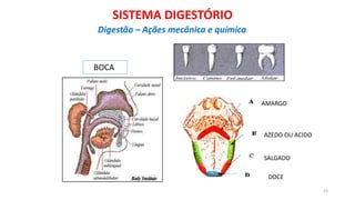 BOCA
AMARGO
AZEDO OU ACIDO
SALGADO
DOCE
23
SISTEMA DIGESTÓRIO
Digestão – Ações mecânica e química
 