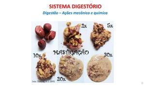 24
SISTEMA DIGESTÓRIO
Digestão – Ações mecânica e química
 