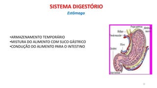 •ARMAZENAMENTO TEMPORÁRIO
•MISTURA DO ALIMENTO COM SUCO GÁSTRICO
•CONDUÇÃO DO ALIMENTO PARA O INTESTINO
28
SISTEMA DIGESTÓRIO
Estômago
 