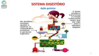 29
SISTEMA DIGESTÓRIO
Ação química
 