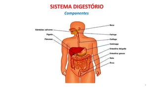 3
SISTEMA DIGESTÓRIO
Componentes
 