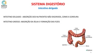 INTESTINO DELGADO: ABSORÇÃO DOS NUTRIENTES NÃO DIGERIDOS, COMO A GORDURA
INTESTINO GROSSO: ABSORÇÃO DA ÁGUA E FORMAÇÃO DAS FEZES
30
SISTEMA DIGESTÓRIO
Intestino delgado
 