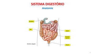 4
SISTEMA DIGESTÓRIO
Anatomia
 