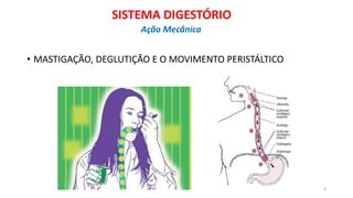 • MASTIGAÇÃO, DEGLUTIÇÃO E O MOVIMENTO PERISTÁLTICO
6
SISTEMA DIGESTÓRIO
Ação Mecânica
 