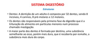 • Dentes: A dentição de um adulto é composta por 32 dentes, sendo 8
incisivos, 4 caninos, 8 pré-molares e 12 molares.
• Os dentes são responsáveis pela primeira fase da digestão que é a
trituração do alimento em partículas menores num processo
chamado mastigação.
• A maior parte dos dentes é formada por dentina, uma substância
semelhante ao osso, porém mais dura, que é recoberta por esmalte, a
substância mais dura do corpo.
SISTEMA DIGESTÓRIO
Estruturas
 
