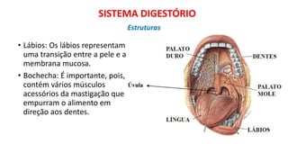 SISTEMA DIGESTÓRIO
• Lábios: Os lábios representam
uma transição entre a pele e a
membrana mucosa.
• Bochecha: É importante, pois,
contém vários músculos
acessórios da mastigação que
empurram o alimento em
direção aos dentes.
Estruturas
 