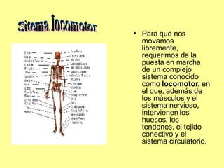 Para que nos movamos libremente, requerimos de la puesta en marcha de un complejo sistema conocido como  locomotor , en el que, además de los músculos y el sistema nervioso, intervienen los huesos, los tendones, el tejido conectivo y el sistema circulatorio. Sitema locomotor 