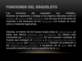 Las       funciones      del    esqueleto      son       múltiples:
Sostiene al organismo y protege a los órganos delicados como el
cerebro, el corazón o los pulmones, a la vez que sirve de punto de
inserción a los tendones de los músculos, Los huesos se unen
entre sí mediante ligamentos.


Además, el interior de los huesos largos aloja la médula ósea, un
tejido que fabrica glóbulos rojos y blancos. La cabeza está
constituida por el cráneo y la cara. Es una sucesión compleja de
huesos que protegen el encéfalo y a otros órganos del sistema
nervioso central (ver Sistema Nervioso) También da protección a
los órganos de los sentidos, a excepción de el tacto que se
encuentra repartido por toda la superficie de la piel.
 