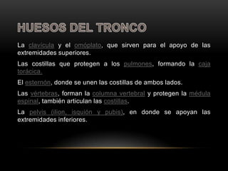 La clavícula y el omóplato, que sirven para el apoyo de las
extremidades superiores.
Las costillas que protegen a los pulmones, formando la caja
torácica.
El esternón, donde se unen las costillas de ambos lados.
Las vértebras, forman la columna vertebral y protegen la médula
espinal, también articulan las costillas.
La pelvis (ilion, isquión y pubis), en donde se apoyan las
extremidades inferiores.
 
