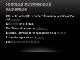 Clavícula, omoplato y húmero formando la articulación
del hombro
El húmero en el brazo.
El cúbito y el radio en el antebrazo
El carpo, formado por 8 huesecillos de la muñeca.
Los metacarpianos en la mano.
Las falanges en los dedos.
 