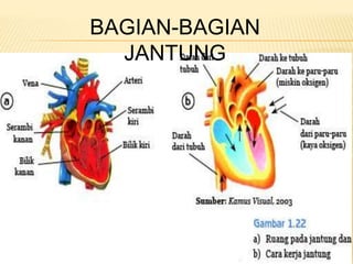BAGIAN-BAGIAN
JANTUNG
 