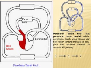 Bilik
Kanan
Paru-
paru
Serambi Kiri
Peredaran darah kecil atau
peredaran darah pendek adalah
peredaran darah yang dimulai dari
bilik kanan jantung menuju ke paru-
paru dan akhirnya kembali ke
serambi kiri jantung.
3 5 2
 