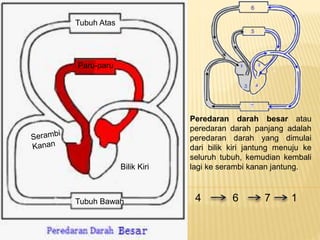 Tubuh Atas
Tubuh Bawah
Bilik Kiri
Paru-paru
Peredaran darah besar atau
peredaran darah panjang adalah
peredaran darah yang dimulai
dari bilik kiri jantung menuju ke
seluruh tubuh, kemudian kembali
lagi ke serambi kanan jantung.
4 6 7 1
 