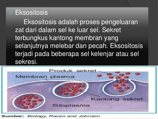 Sitem transpor membran
