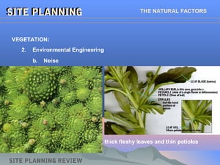 SITE PLANNINGSITE PLANNING THE NATURAL FACTORS
SITE PLANNING REVIEW
2. Environmental Engineering
VEGETATION:
b. Noise
thick fleshy leaves and thin petioles
 