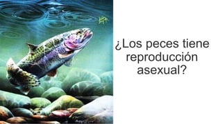 ¿Los peces tiene
reproducción
asexual?
 