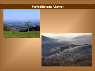 Forêt Bibracte Morvan 