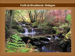 Forêt de Brocéliande  Bretagne 