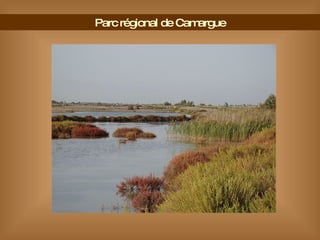 Parc régional de Camargue 