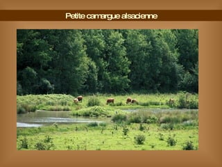 Petite camargue alsacienne 