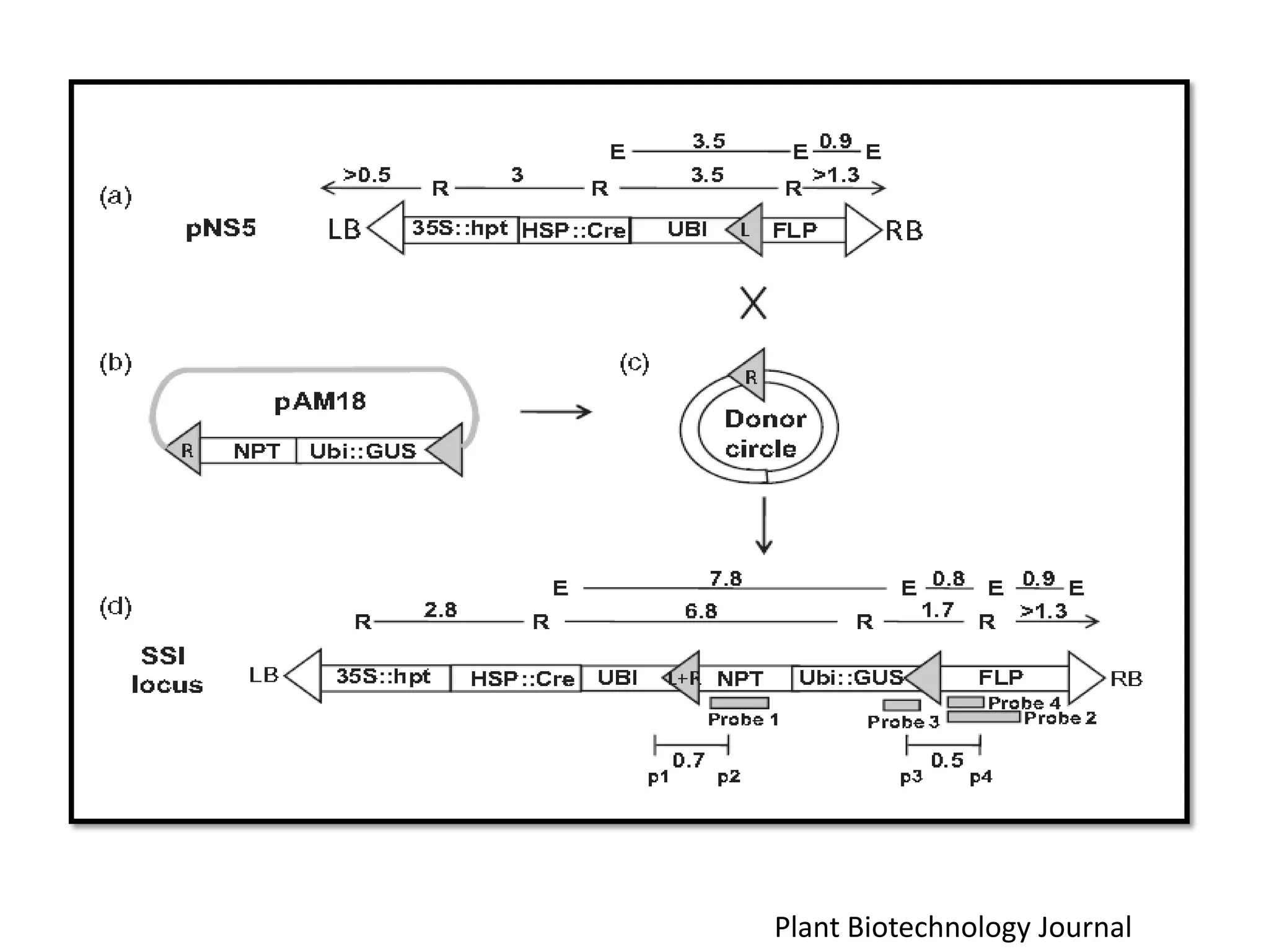Plant Biotechnology Journal
 