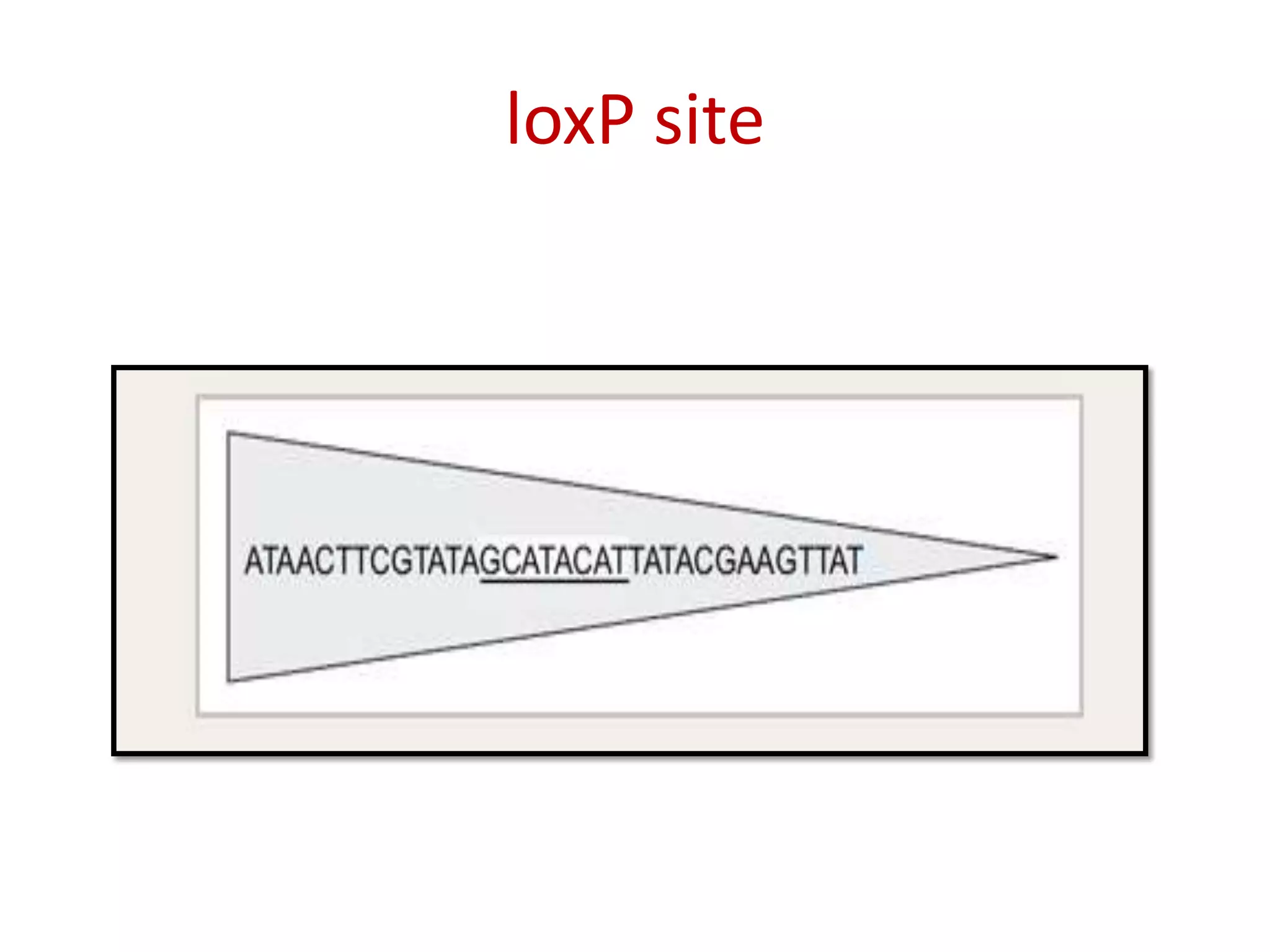 loxP site
 