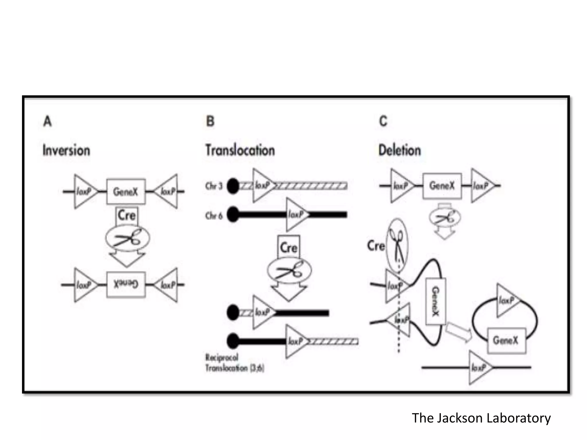 The Jackson Laboratory
 