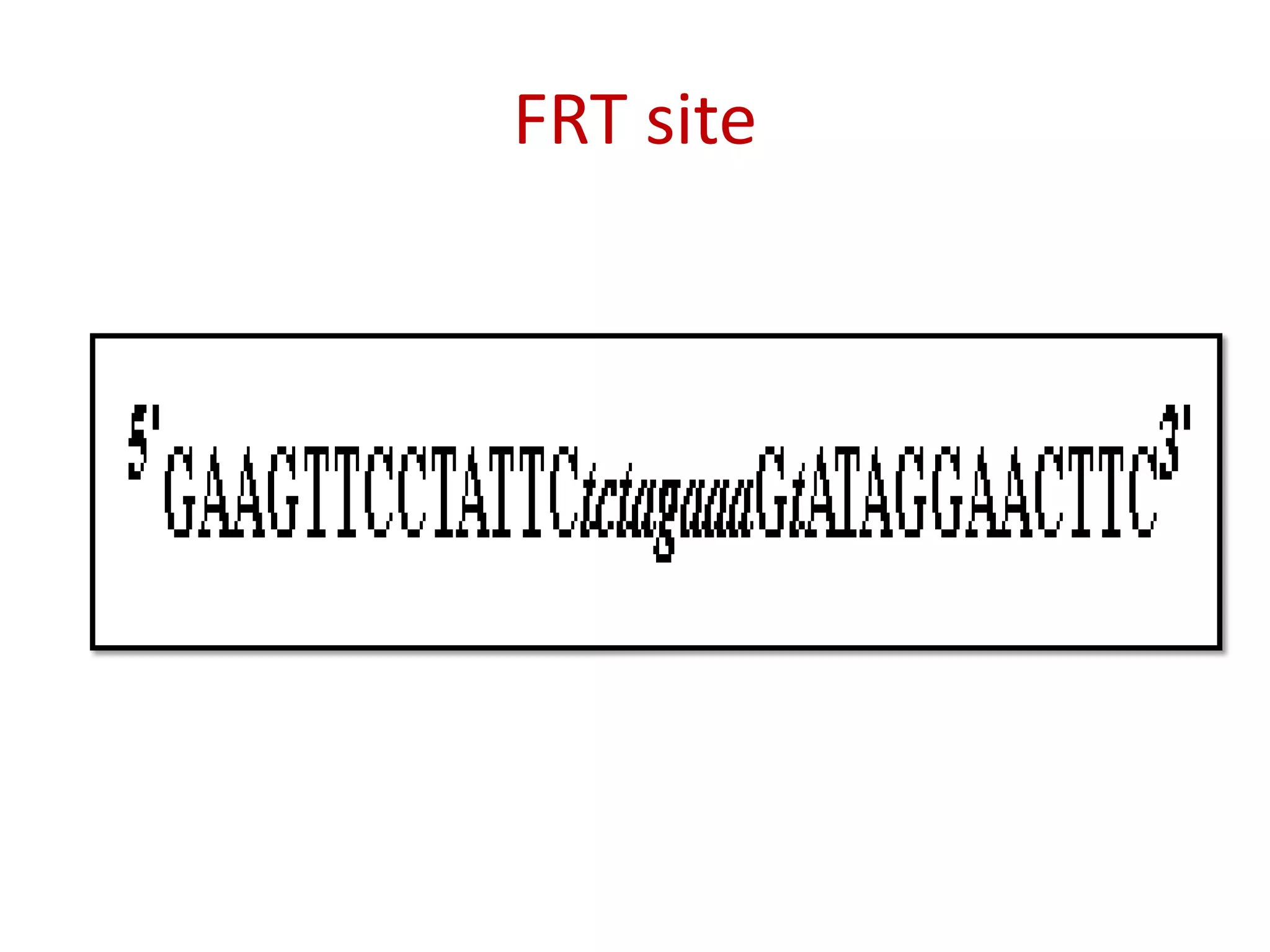 FRT site
 