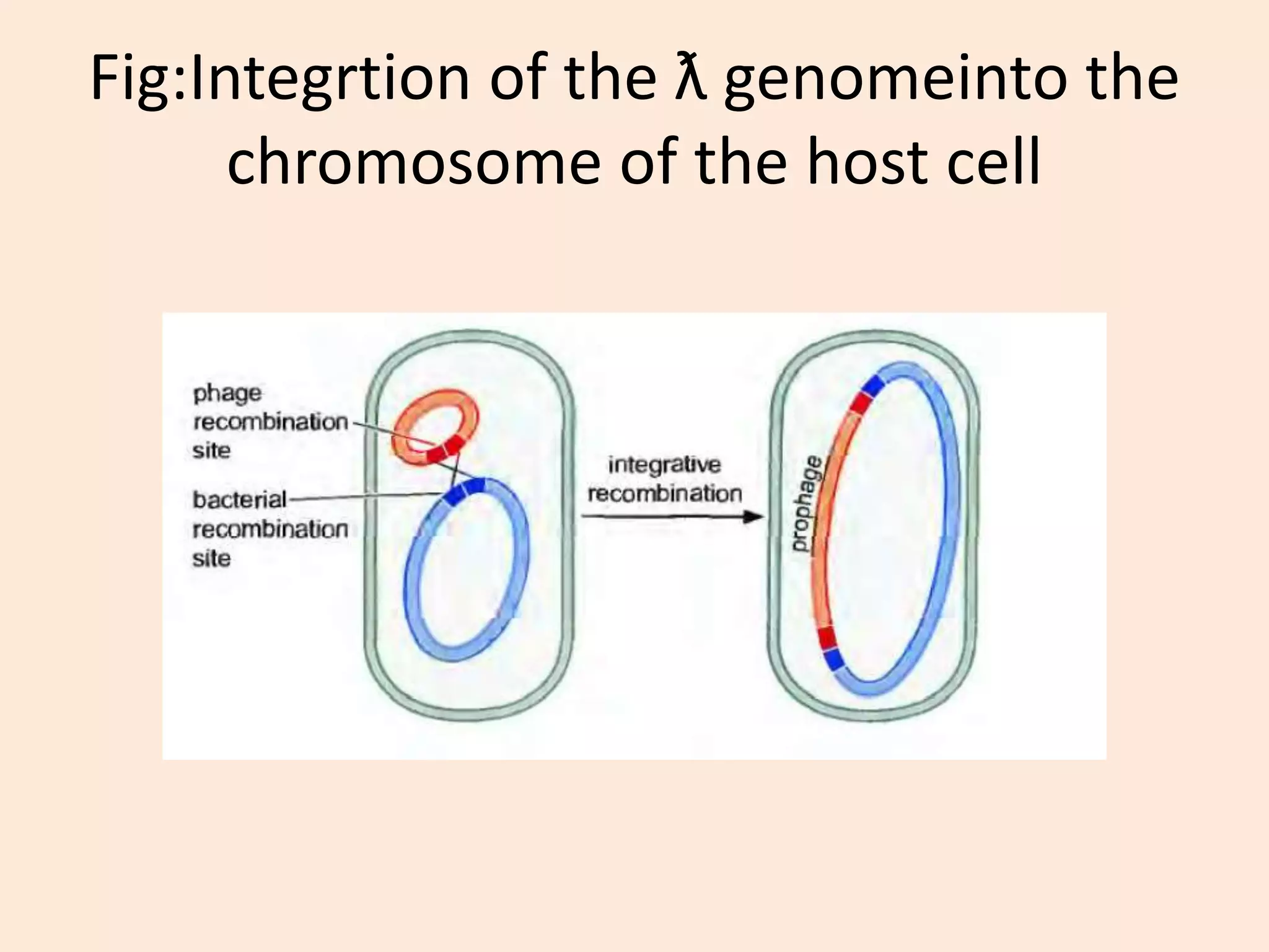 Site specific recombination | PPTX