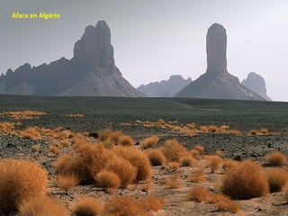 Afara en Algérie

 