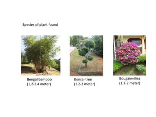 Species of plant found
Bengal bamboo
(1.2-2.4 meter)
Bonsai tree
(1.2-2 meter)
Bougainvillea
(1.2-2 meter)
 