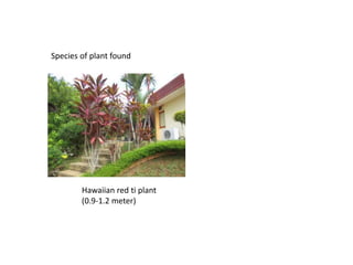 Species of plant found
Hawaiian red ti plant
(0.9-1.2 meter)
 