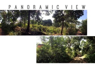 P a n o r a m I C V i e w
 