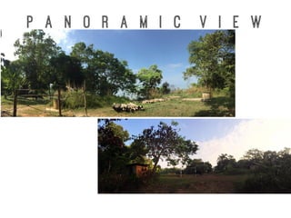 P a n o r a m I C V i e w
 