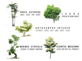 A r t o c a r p u s I n t e g e r
Attract ants, bat and fruit flies
A l e u r i t e s M o l u c a n n a
Leaves and nuts fall frequently
M o r i n d a C i t r i f o l i a
Tolerant to drought conditions
A r e c a C a t h e c h u
Small sized and edible I x o r a
Popular in warm climate
 