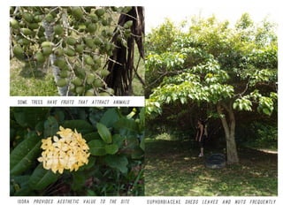 Euphorbiaceae sheds leaves and nuts frequently
Some trees have fruits that attract animals
Ixora provides aesthetic value to the site
 
