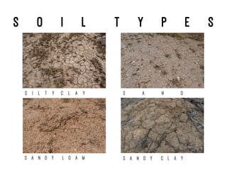 S o i l t y p e s
S a n d y c l a yS a n d y l o a m
S a n dS i l t y c l a y
 