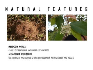 N a t u r a l f e a t u r e s
Presence of anthills:
Causes distribution of ants under certain trees
Attraction of birds/insects:
Certain fruits and flowers of existing vegetation attracts birds and insects
 