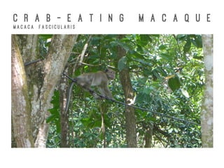 C R A B - E A T I N G M A C A Q U E
M a c a c a F a s c i c u l a r i s
 