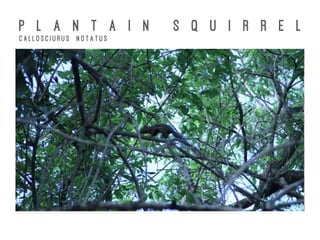 P L A N T A I N S Q U I R R E L
C a l l o s c i u r u s N o t a t u s
 