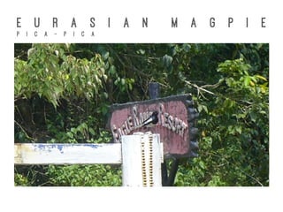 E U R A S I A N M A G P I E
P I C A - P I C A
 