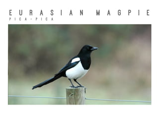 E U R A S I A N M A G P I E
P I C A - P I C A
 