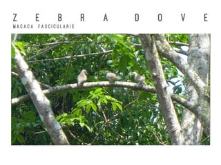 Z E B R A D O V E
M a c a c a F a s c i c u l a r i s
 