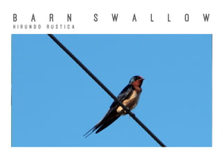 B A R N S W A L L O W
H i r u n d o R u s t i c a
 