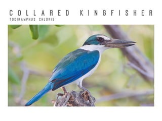 C O L L A R E D K I N G F I S H E R
T o d i r a m p h u s C h l o r i s
 
