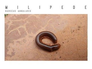 M I L I P E D E
N a r c e u s A n n u l a r i s
 