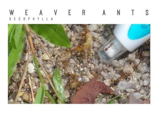 W E A V E R A N T S
O e c o p h y l l a
 