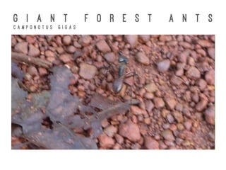 G I A N T F O R E S T A N T S
C a m p o n o t u s G i g a s
 