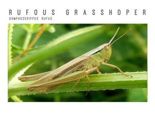 R U F O U S G R A S S H O P E R
G o m p h o c e r i p p u s R u f u s
 